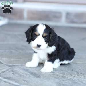 Addie, Cavapoo Puppy